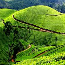 Munnar car rental, Munnar taxi